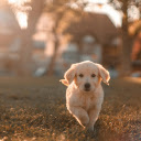 Cute little white dog  screen for extension Chrome web store in OffiDocs Chromium