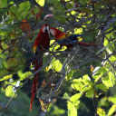 Cute Macaw  screen for extension Chrome web store in OffiDocs Chromium