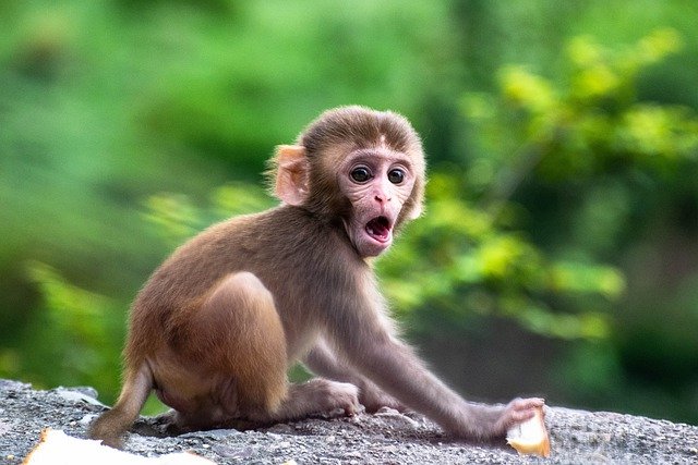 Free download cute monkey baby animal mammal free picture to be edited with GIMP free online image editor