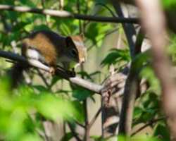 Free download Cuteness Lurks free photo or picture to be edited with GIMP online image editor