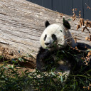 Cute Panda  screen for extension Chrome web store in OffiDocs Chromium