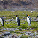 cute penguin  screen for extension Chrome web store in OffiDocs Chromium