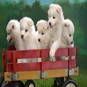 Cute Pet  screen for extension Chrome web store in OffiDocs Chromium