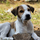 Cute Puppy  screen for extension Chrome web store in OffiDocs Chromium