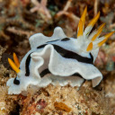 Cute sea snail  screen for extension Chrome web store in OffiDocs Chromium