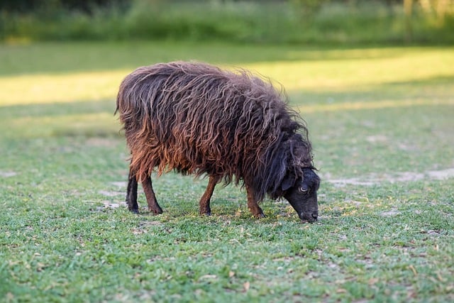 Free download cute sheep ewe brown ouessant free picture to be edited with GIMP free online image editor