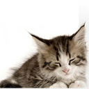 cute sleeping Kitten  screen for extension Chrome web store in OffiDocs Chromium