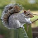cute squirrel wallpaper  screen for extension Chrome web store in OffiDocs Chromium