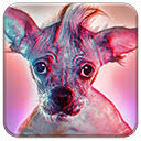 Cutest Puppy In The World  screen for extension Chrome web store in OffiDocs Chromium