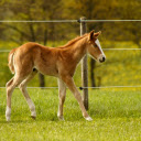 Cute Sweet Horse  screen for extension Chrome web store in OffiDocs Chromium