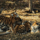 cute tiger cubs  screen for extension Chrome web store in OffiDocs Chromium
