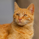 Cute Yellow Cat  screen for extension Chrome web store in OffiDocs Chromium