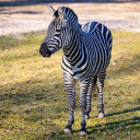 Cute Zebra  screen for extension Chrome web store in OffiDocs Chromium