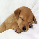 Cuttest Sleeping Puppy  screen for extension Chrome web store in OffiDocs Chromium