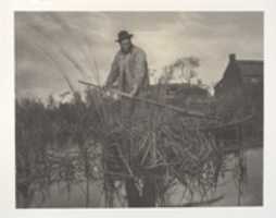 Free download Cutting the Gladdon free photo or picture to be edited with GIMP online image editor