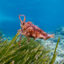 Cuttlefish  screen for extension Chrome web store in OffiDocs Chromium