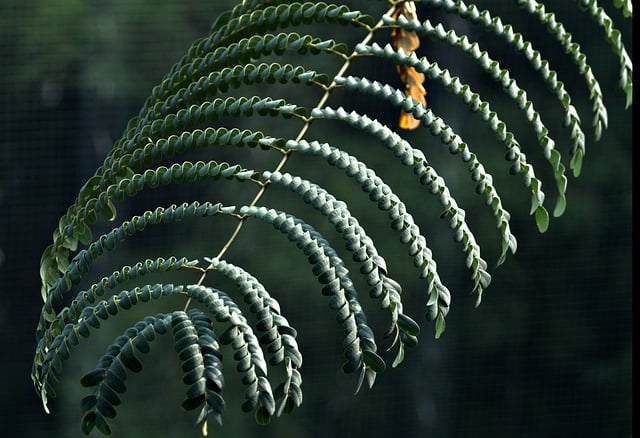 Free download cyathea fern leaves foliage green free picture to be edited with GIMP free online image editor
