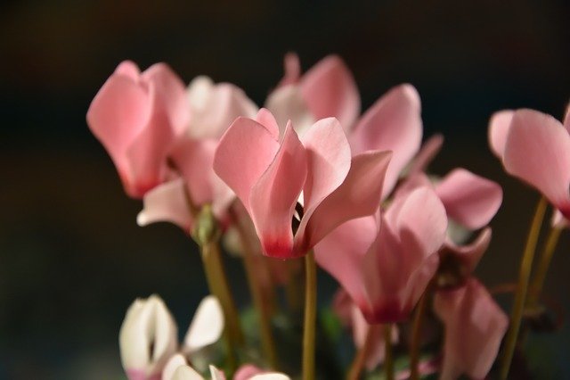 Téléchargement gratuit de fleur de cyclamen - photo ou image gratuite à éditer avec l'éditeur d'images en ligne GIMP