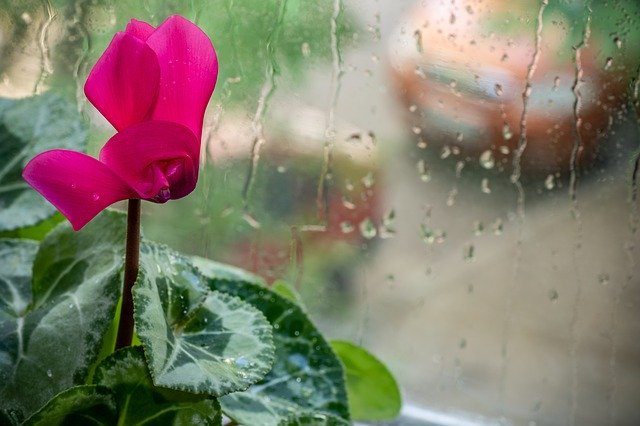 Free download Cyclamen Flower Pink -  free photo or picture to be edited with GIMP online image editor