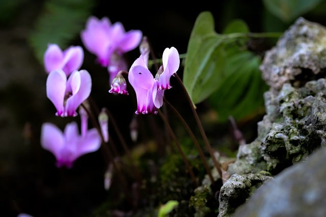 Free download cyclamen flower pink moss stone free picture to be edited with GIMP free online image editor