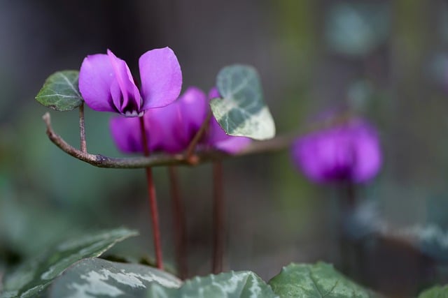 Free download cyclamen flower plant pink flower free picture to be edited with GIMP free online image editor