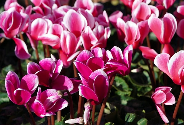 Free download cyclamen flowers pink flowers free picture to be edited with GIMP free online image editor