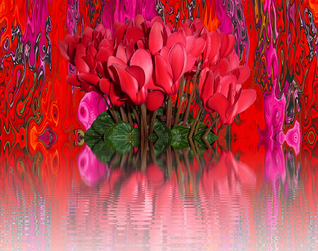 Free download Cyclamen Flowers Red -  free illustration to be edited with GIMP free online image editor