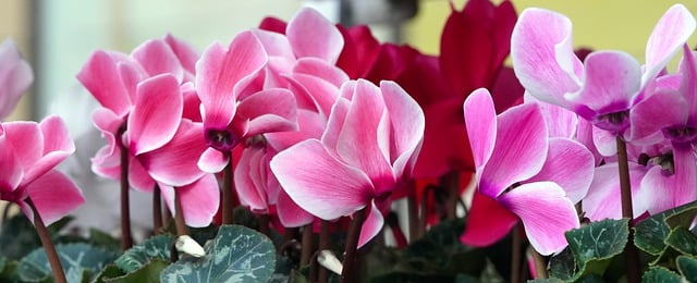 Free download cyclamens flowers bloom garden free picture to be edited with GIMP free online image editor
