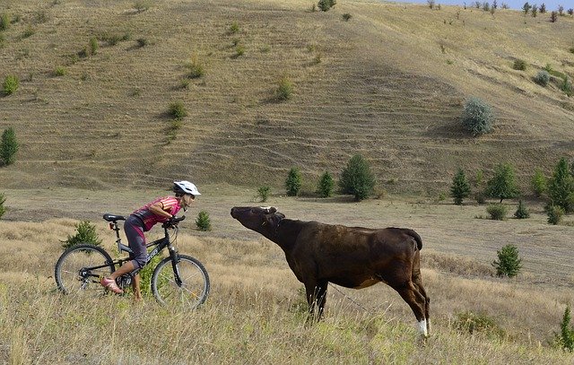 Free download Cyclist Ukraine Bull -  free photo or picture to be edited with GIMP online image editor