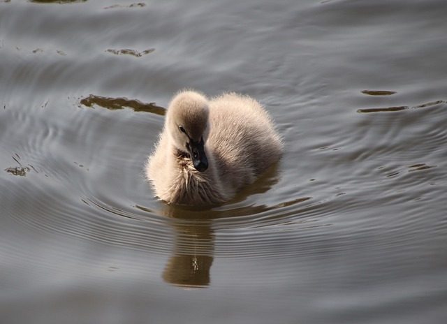 Free download cygnet baby swan bird animal free picture to be edited with GIMP free online image editor