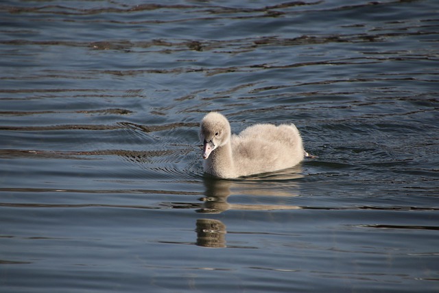 Free download cygnet bird animal baby swan free picture to be edited with GIMP free online image editor