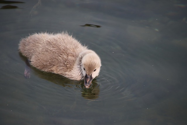 Free download cygnet bird animal water bird free picture to be edited with GIMP free online image editor