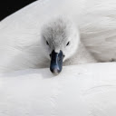 Cygnet swan  screen for extension Chrome web store in OffiDocs Chromium