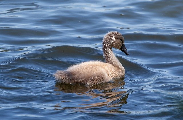 Download gratuito Cygnet Swan Young Baby: foto o immagine gratuita da modificare con l'editor di immagini online GIMP