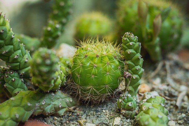 Descărcare gratuită Cylinder Diamond Plant Plants - fotografie sau imagini gratuite pentru a fi editate cu editorul de imagini online GIMP