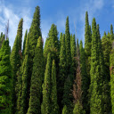 Cypress  screen for extension Chrome web store in OffiDocs Chromium