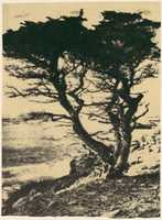 Free download Cypress at Pebble Beach, California free photo or picture to be edited with GIMP online image editor