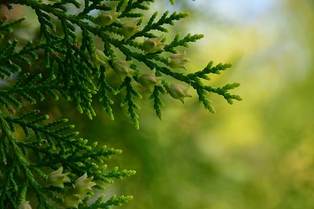 Gratis download Cypress Green - gratis foto of afbeelding om te bewerken met GIMP online afbeeldingseditor