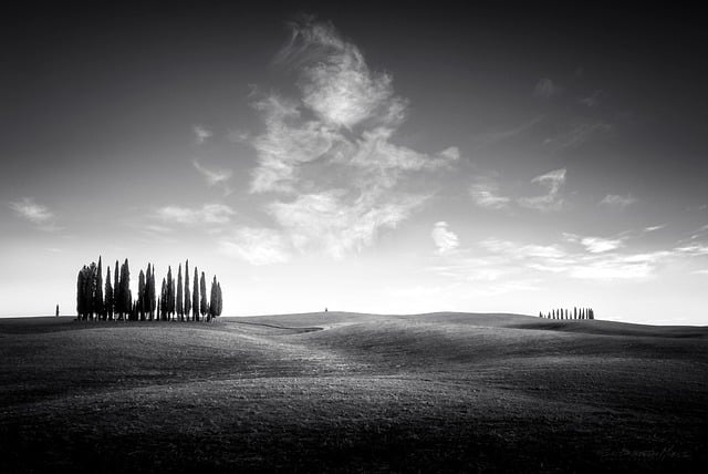 Free download cypress trees crete senesi free picture to be edited with GIMP free online image editor