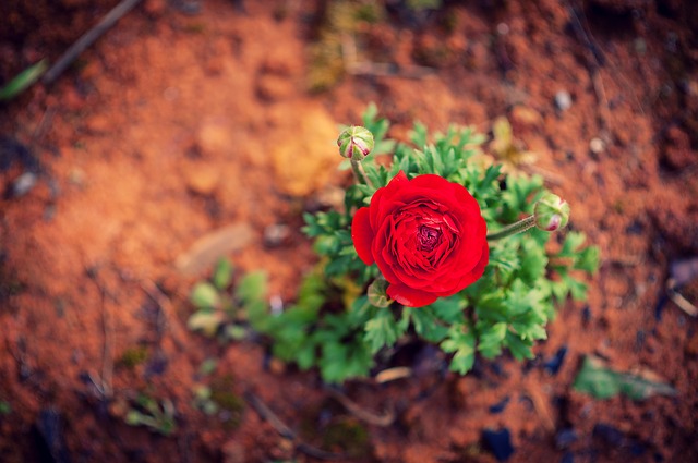 Free download d3 flowers planted in the garden free picture to be edited with GIMP free online image editor