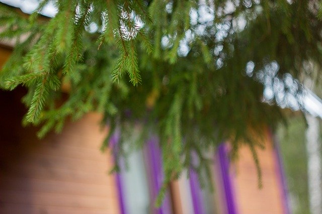 Free download Dacha Tree House -  free photo or picture to be edited with GIMP online image editor