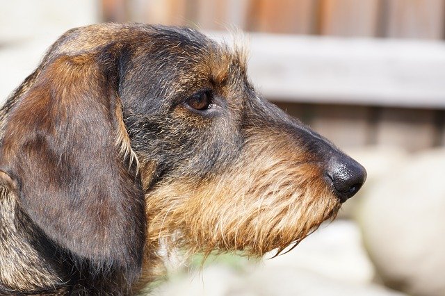 ดาวน์โหลดฟรี Dachshund Dog - ภาพถ่ายหรือรูปภาพฟรีที่จะแก้ไขด้วยโปรแกรมแก้ไขรูปภาพออนไลน์ GIMP