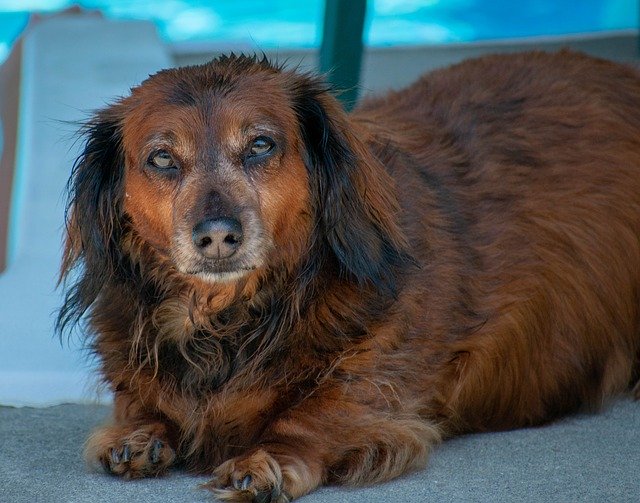 Template Photo Dachshund Dog Canine for OffiDocs