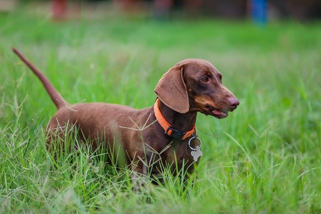 Free download dachshund pet dog puppy green free picture to be edited with GIMP free online image editor