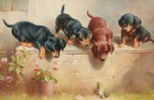 Free download dachshund puppies for sale in USA free photo or picture to be edited with GIMP online image editor
