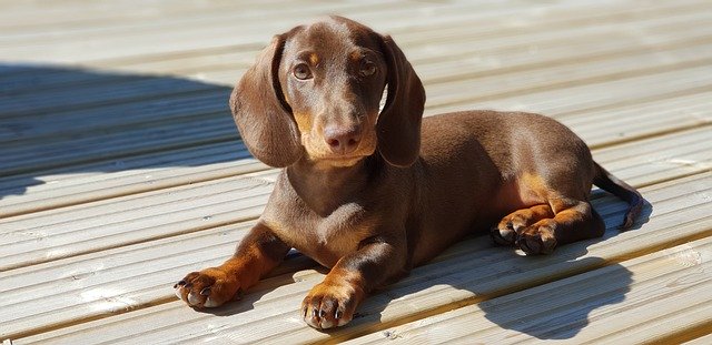 Free download Dachshund Puppy Brown -  free photo or picture to be edited with GIMP online image editor