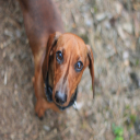 dackel puppy  screen for extension Chrome web store in OffiDocs Chromium