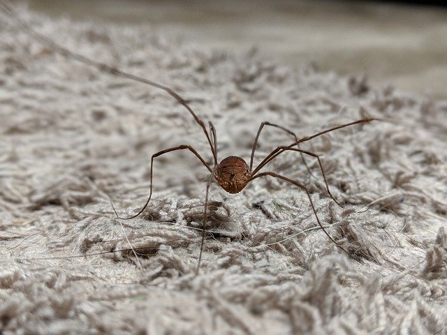 Free picture Daddy Long Legs Bug Insect -  to be edited by GIMP free image editor by OffiDocs