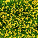 Daffodil  screen for extension Chrome web store in OffiDocs Chromium