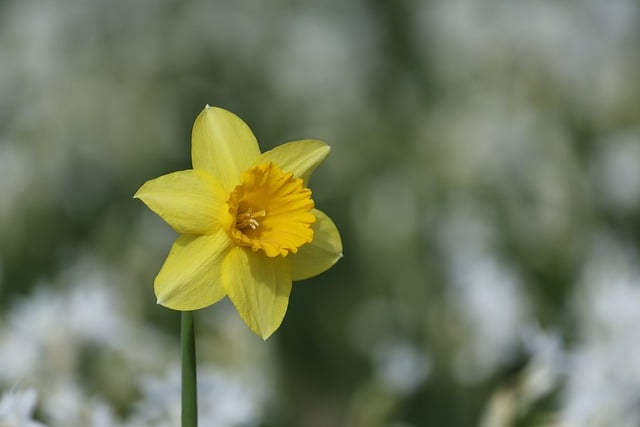 Free download daffodil bloom spring flowers free picture to be edited with GIMP free online image editor